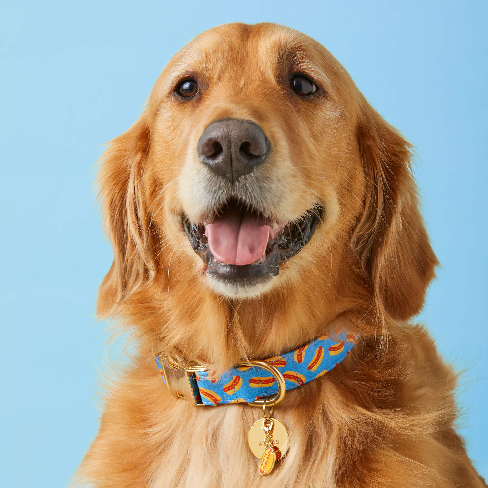 Hot Diggity Collar Walk Set