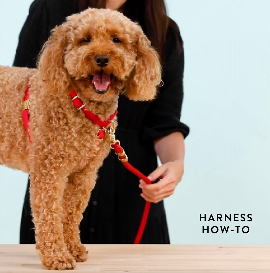 Berry Sweet Harness Walk Set