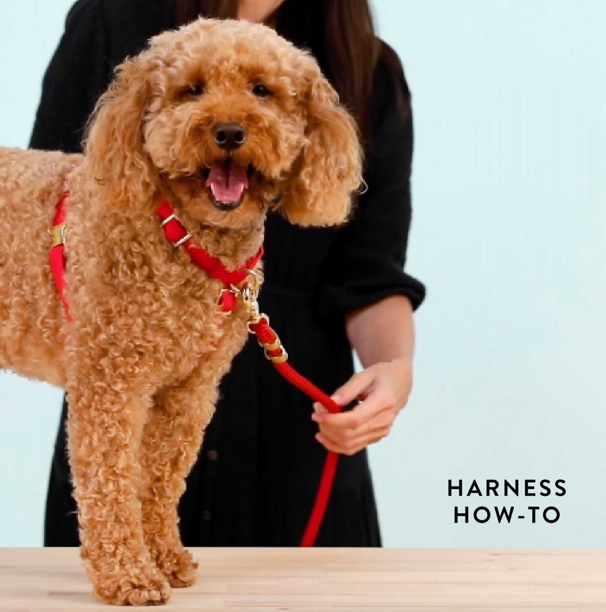 Berry Sweet Harness Walk Set